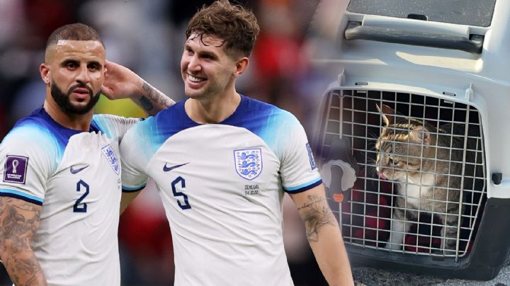 Jugadores de Inglaterra adoptan a gato después de quedar eliminados en Qatar 2022