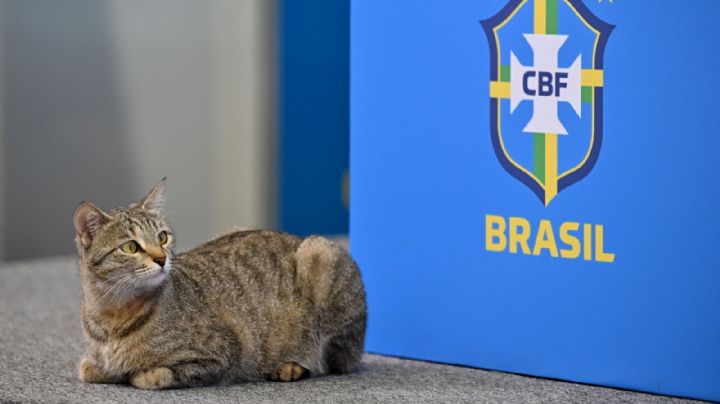 Oficial | Federación de Brasil recibe denuncia millonaria por maltratar al gato de la conferencia