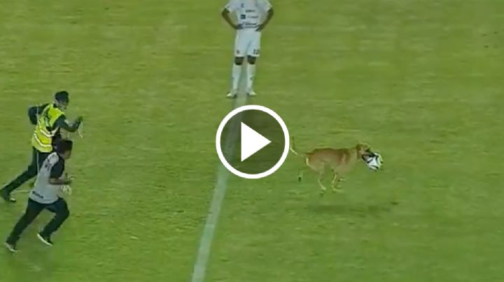 ¡Jugador de lujo! Perro se mete a la cancha en Liga de Expansión y demuestra a jugadores cómo tocar el balón